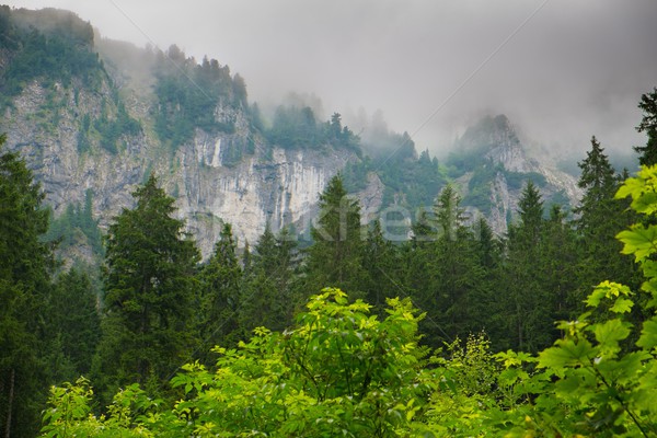 Mountain among beautiful forest Stock photo © Nejron