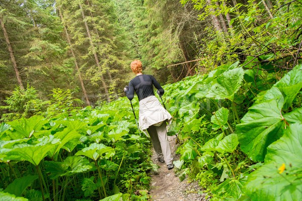 Kobieta turystyka wyposażenie spaceru górskich lasu Zdjęcia stock © Nejron