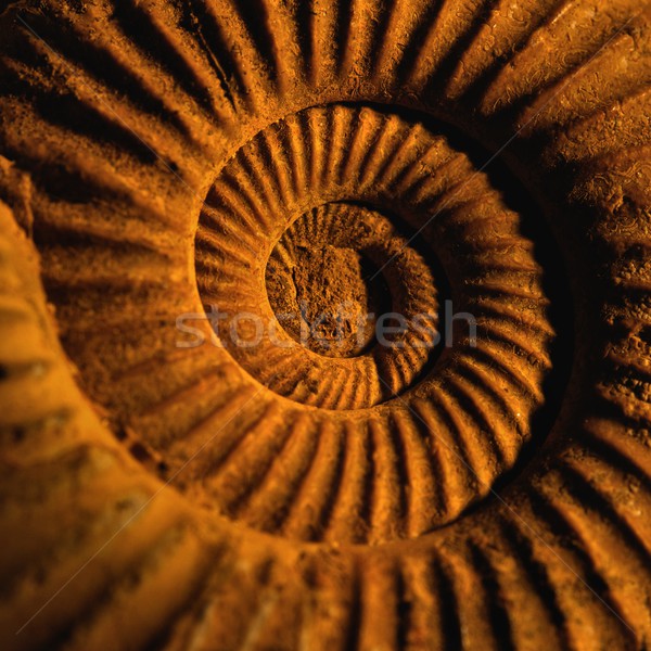 Stock photo: Antique snail shell close-up.