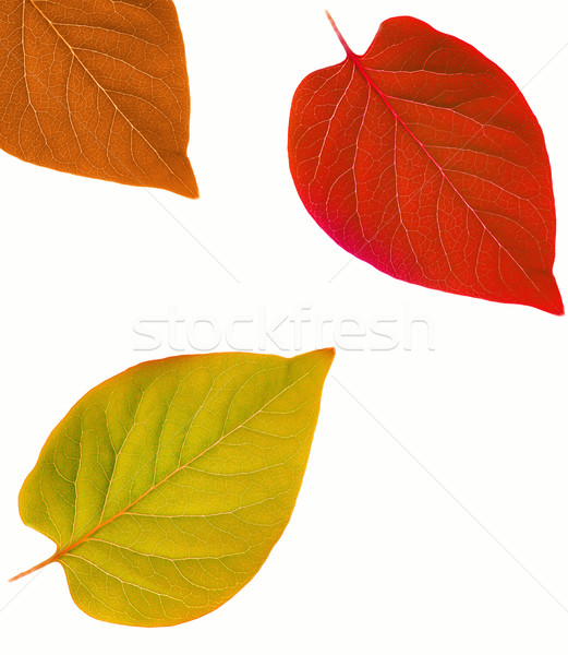 Stock photo: Autumn leaf abstract frame