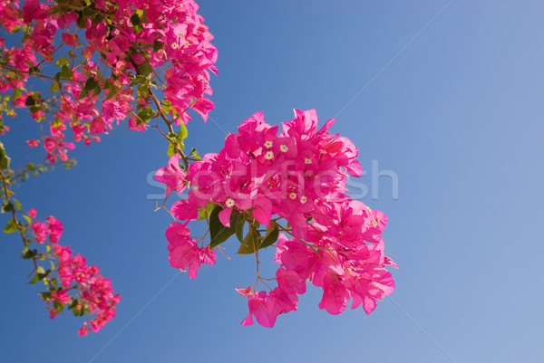 Stock fotó: Gyönyörű · rózsaszín · virágok · kék · ég · virág · tavasz