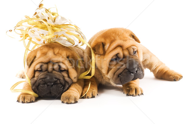 Two sharpei puppies in love Stock photo © Nejron