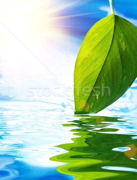 Fresh green leaf reflected in blue water Stock photo © Nejron