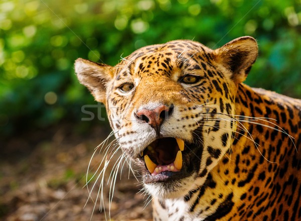 Close-up shot of a gorgeous roaring leopard Stock photo © Nejron
