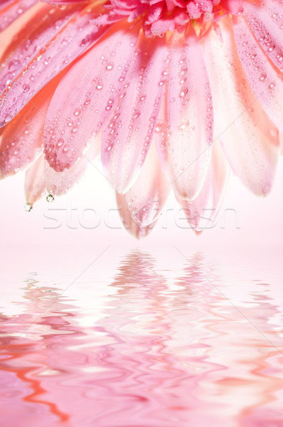 Belo rosa flor prestados água primavera Foto stock © Nejron