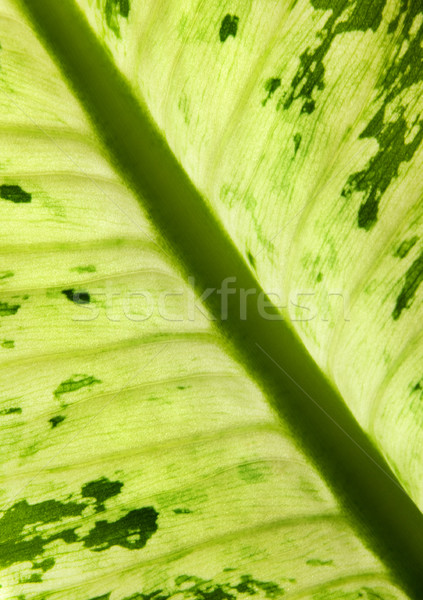 Green leaf texture Stock photo © Nejron