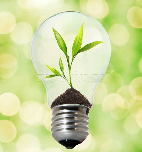 Environment friendly bulb Stock photo © Nejron