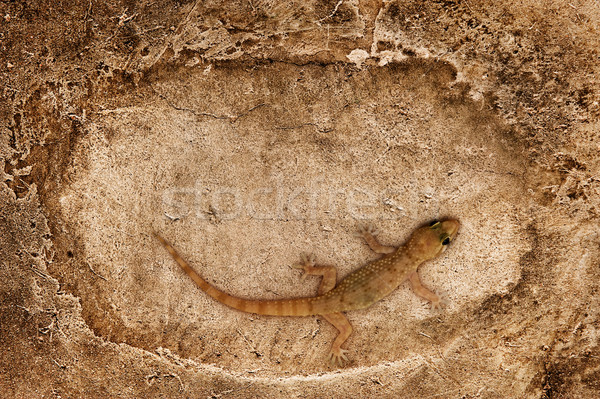 Foto stock: Lagarto · sessão · pedra · superfície · textura · parede