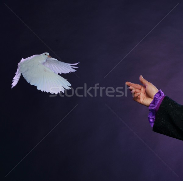 Trained white dove flying to magician hand  Stock photo © Nejron