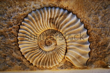 Antique snail shell  Stock photo © Nejron