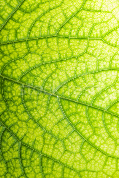 Green leaf texture Stock photo © Nejron