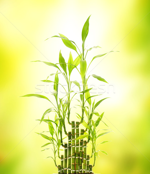 Foto stock: Verde · bambú · hojas · resumen · borroso · luz