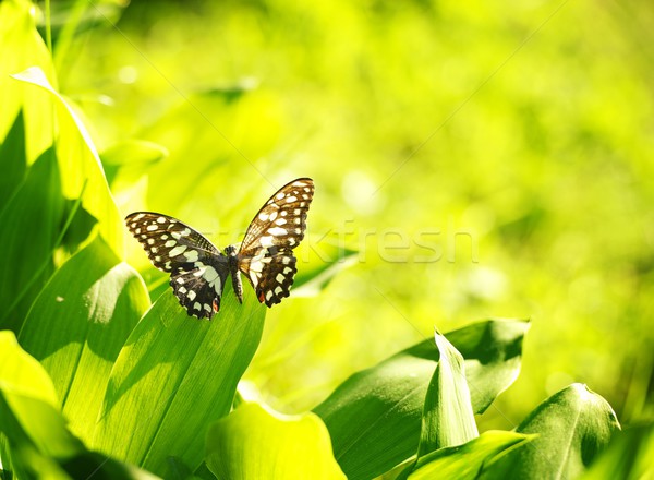 Beautiful butterfly on a green leaf Stock photo © Nejron