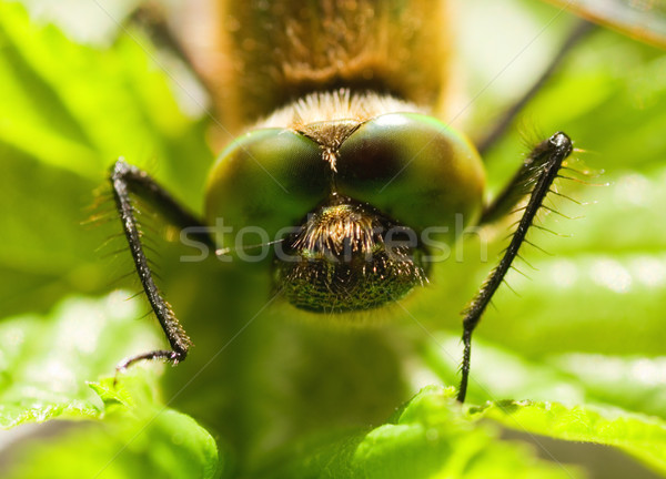 Stockfoto: Libel · oog · gras · licht · groene