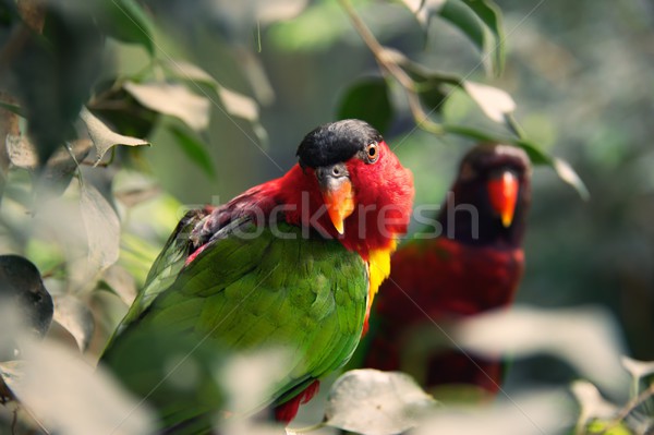 Dois papagaios árvore natureza casal fundo Foto stock © Nejron