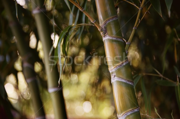 Bambou usine résumé feuille jardin [[stock_photo]] © Nejron