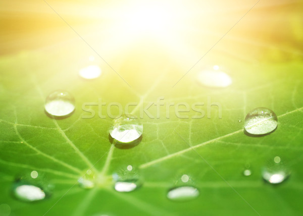 Green leaf texture with water drops on it (shallow DoF) Stock photo © Nejron