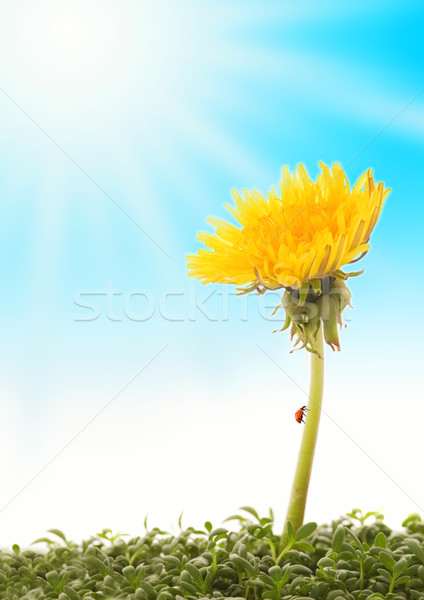 Sommer szenische Himmel Blume Frühling Hintergrund Stock foto © Nejron
