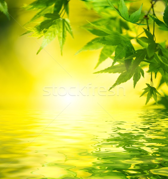 Leaves reflected in a water Stock photo © Nejron