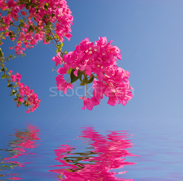 Stock fotó: Gyönyörű · rózsaszín · virágok · renderelt · víz · virág