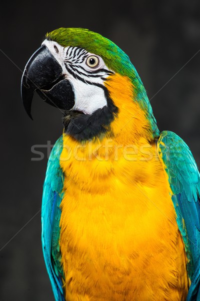 Stockfoto: Kleurrijk · papegaai · natuur · groene · Blauw