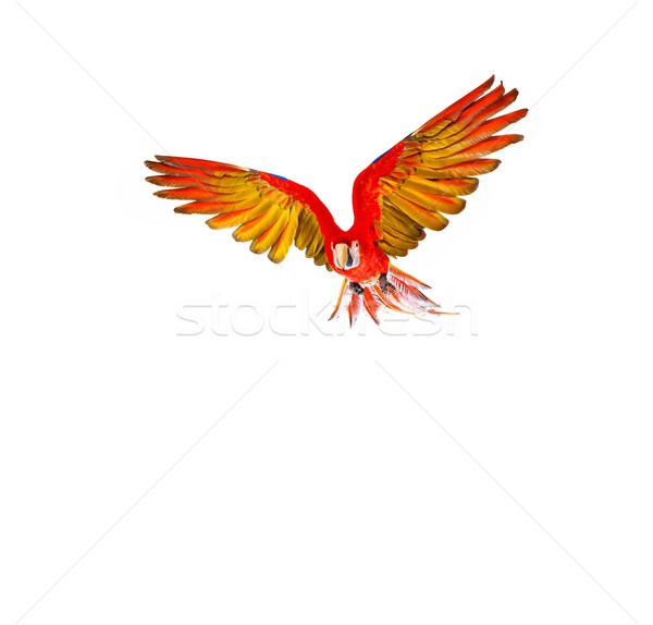 Stockfoto: Kleurrijk · vliegen · papegaai · geïsoleerd · witte · natuur