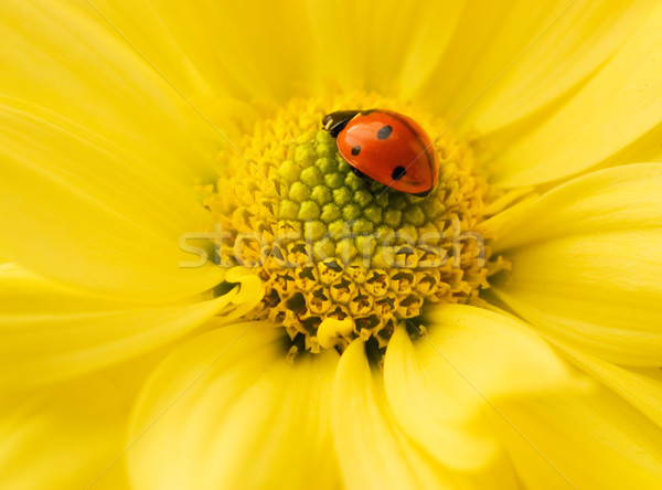 Stock foto: Wenig · Marienkäfer · schlafen · gelben · Blüten · Blütenblätter · Sommer