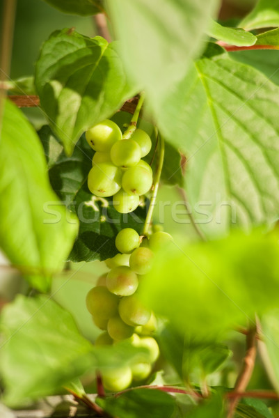 Uvas verdes vino hoja de uva jugo Foto stock © Nejron