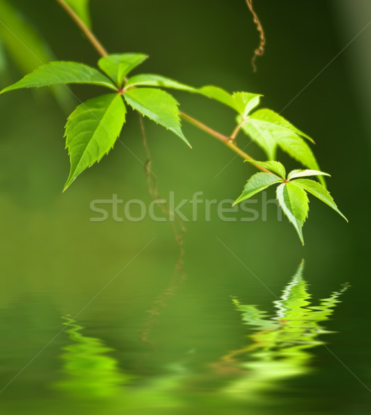 Folhas verdes prestados água natureza luz folha Foto stock © Nejron