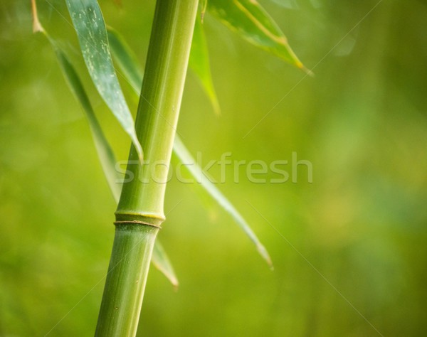 Bambou usine résumé feuille jardin [[stock_photo]] © Nejron