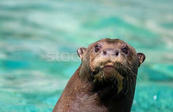 Schönen Seelöwen Wasser Sitzung Meer Ozean Stock foto © Nejron