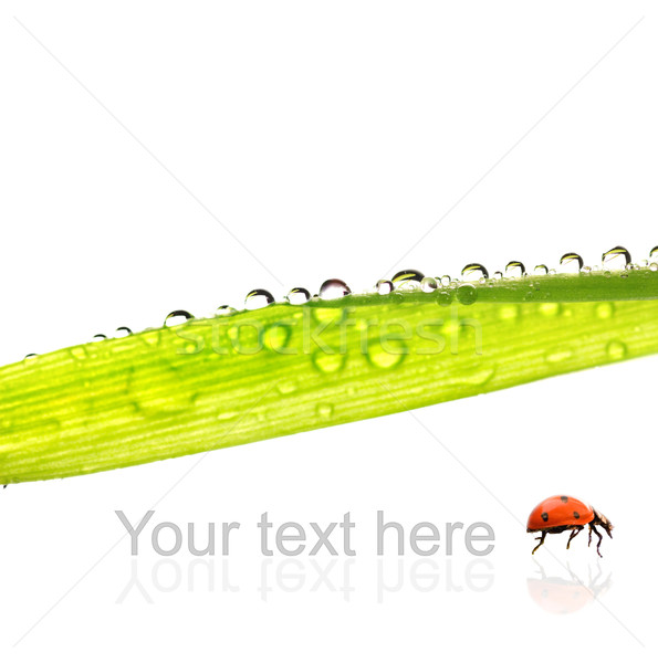 Herbe verte gouttes d'eau isolé blanche eau herbe [[stock_photo]] © Nejron