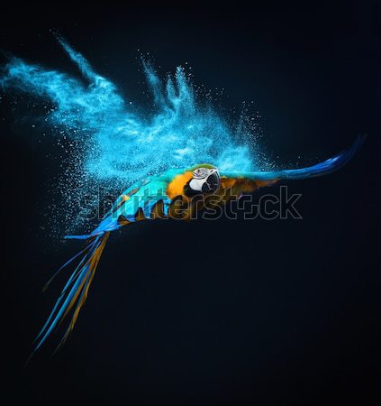 Flying Ara parrot over colourful powder explosion  Stock photo © Nejron