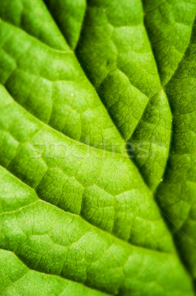 Green leaf texture Stock photo © Nejron