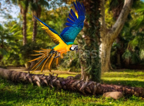 Colourful flying parrot in tropical landscape Stock photo © Nejron