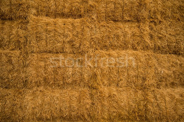 Vedere claie de fan iarbă fundal câmp Imagine de stoc © Nejron