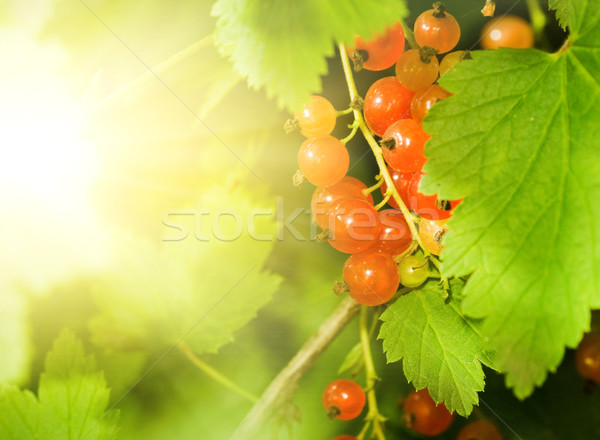 Rot Johannisbeere Beeren abstrakten Natur Blatt Stock foto © Nejron