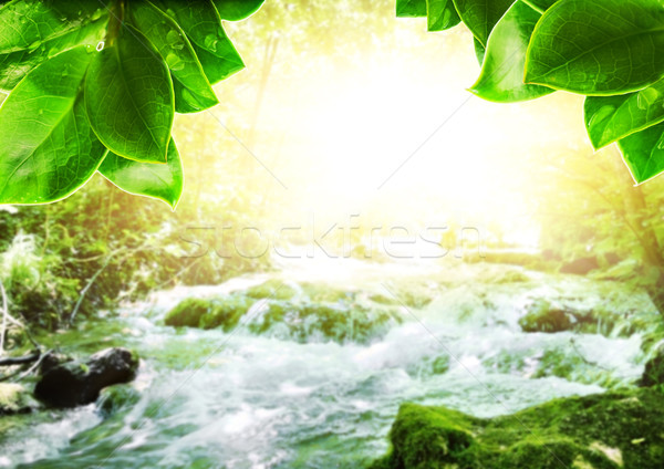 Sunshine in a forest Stock photo © Nejron