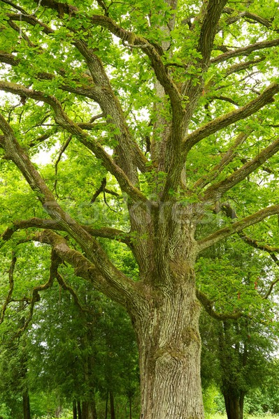 Old tree in a park Stock photo © Nejron