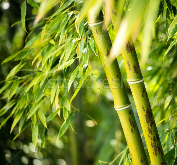 Bambou usine résumé feuille jardin [[stock_photo]] © Nejron