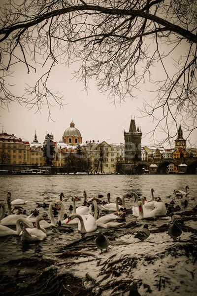 A lot of swans near Charles bridge in Prague Stock photo © Nejron