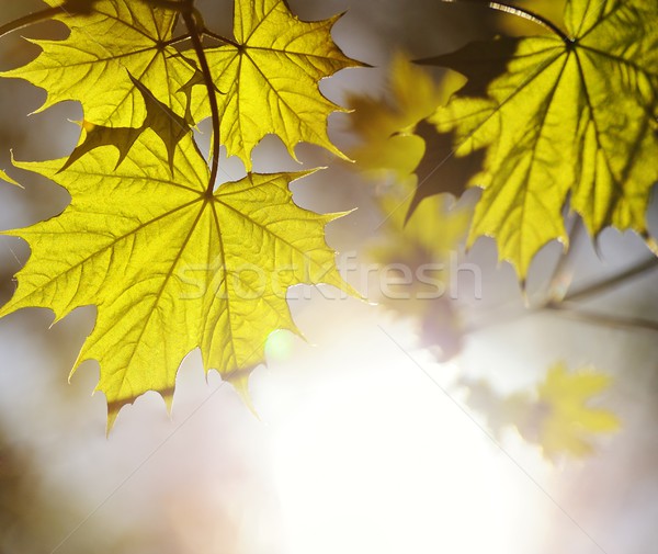 Picture of a green leaves over abstract blurred background Stock photo © Nejron
