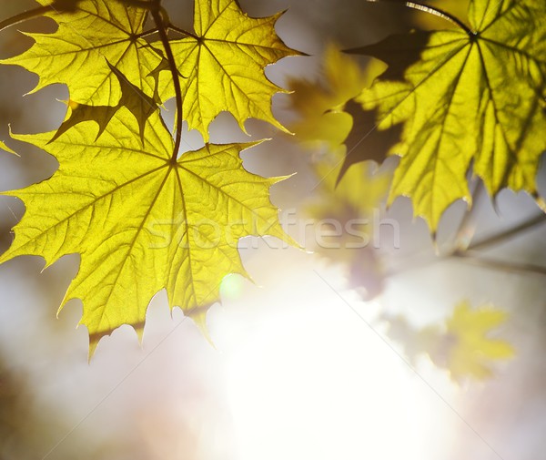 Picture of a green leaves over abstract blurred background Stock photo © Nejron