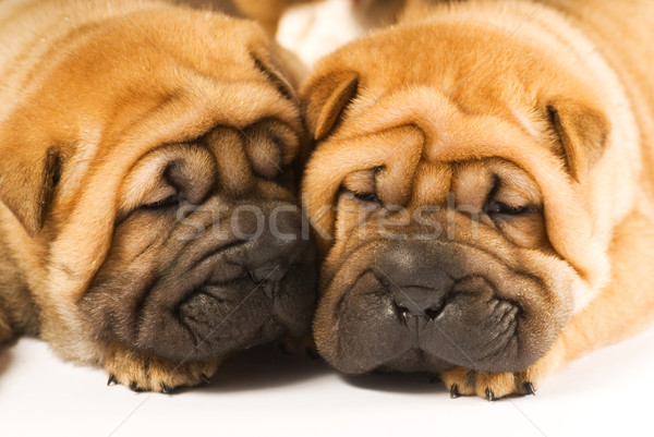 Due sharpei cuccioli amore cane faccia Foto d'archivio © Nejron