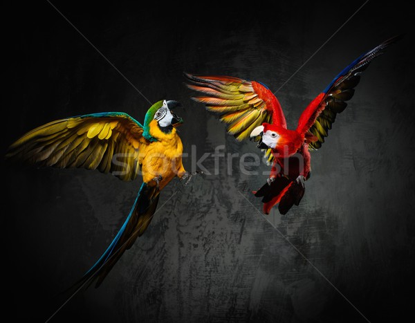 Foto d'archivio: Due · colorato · pappagalli · natura · sfondo