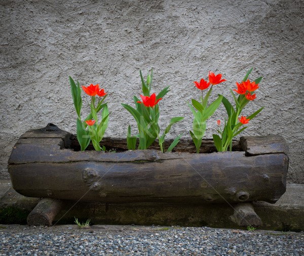 Beautiful red tulips growing in old log  Stock photo © Nejron