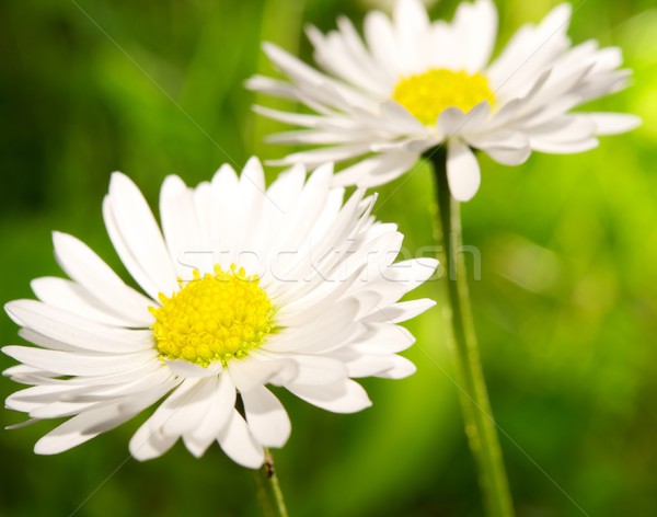 Stock photo: Daisy background