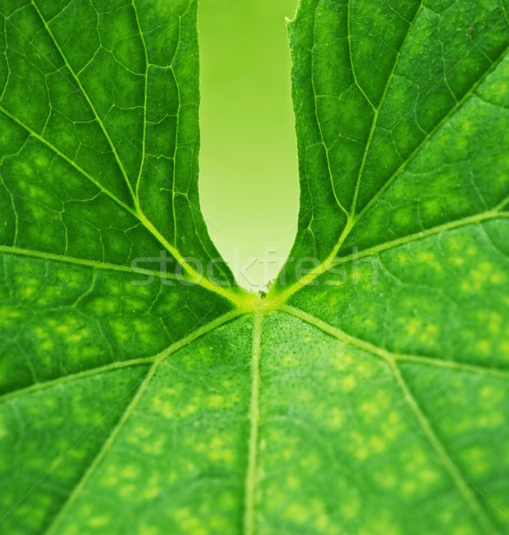 Green leaf background Stock photo © Nejron