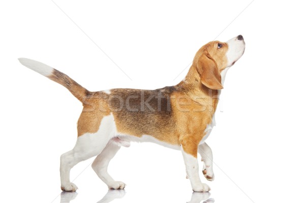 Beagle psa odizolowany biały tle nogi Zdjęcia stock © Nejron