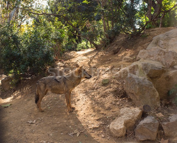 Wolf in natural habitat Stock photo © Nejron
